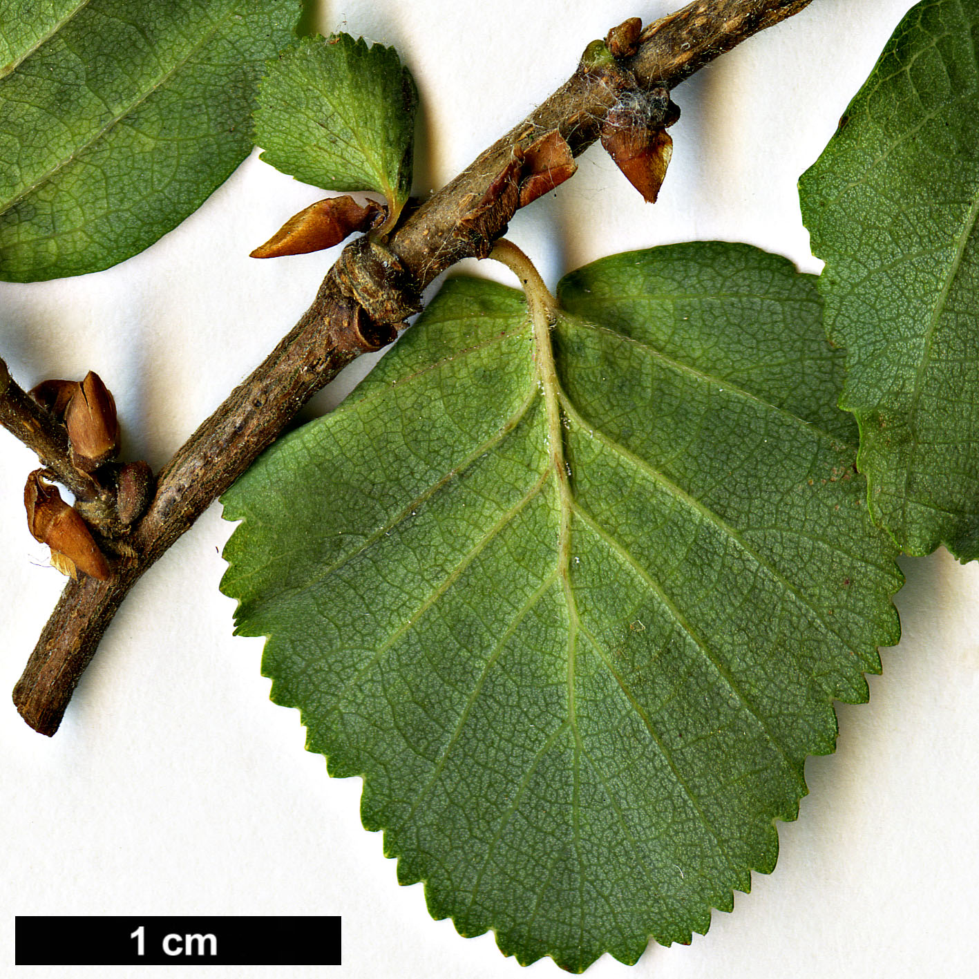 High resolution image: Family: Nothofagaceae - Genus: Nothofagus - Taxon: ×leonii (N.glauca × N.obliqua)